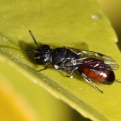 Hylaeus (Prosopisteron) littleri at Jerrabomberra, NSW - 2 Nov 2023