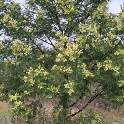 Acacia mearnsii (Black Wattle) at Tuggeranong, ACT - 2 Nov 2023 by LPadg