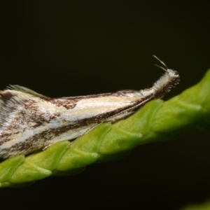 Thema macroscia at Jerrabomberra, NSW - 2 Nov 2023