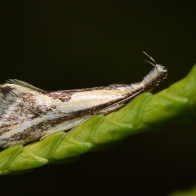 Thema macroscia (A concealer moth) at Jerrabomberra, NSW - 1 Nov 2023 by DianneClarke