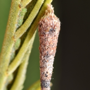 Lepidoscia (genus) IMMATURE at Jerrabomberra, NSW - 1 Nov 2023