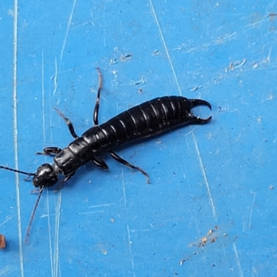 Anisolabididae (family) (Unidentified wingless earwig) at Lyneham, ACT - 2 Nov 2023 by trevorpreston