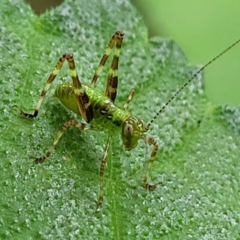 Caedicia simplex (Common Garden Katydid) at Lyneham, ACT - 3 Nov 2023 by trevorpreston