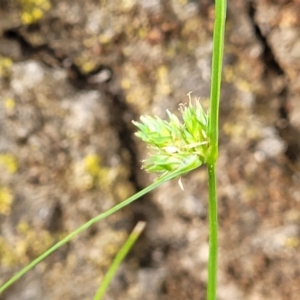 Carex inversa at Lyneham, ACT - 3 Nov 2023 08:28 AM