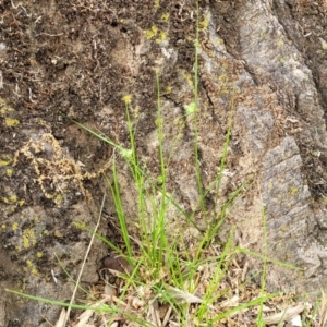 Carex inversa at Lyneham, ACT - 3 Nov 2023 08:28 AM