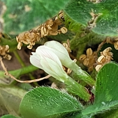 Trifolium subterraneum (Subterranean Clover) at Lyneham, ACT - 3 Nov 2023 by trevorpreston