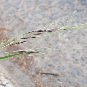 Nassella neesiana at Lyneham, ACT - 3 Nov 2023