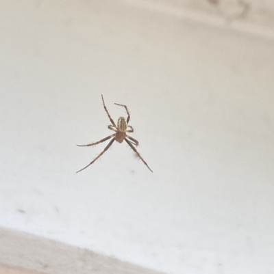 Araneus hamiltoni (Hamilton's Orb Weaver) at Aranda, ACT - 2 Nov 2023 by Jubeyjubes