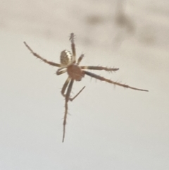 Araneus hamiltoni at Aranda, ACT - 2 Nov 2023