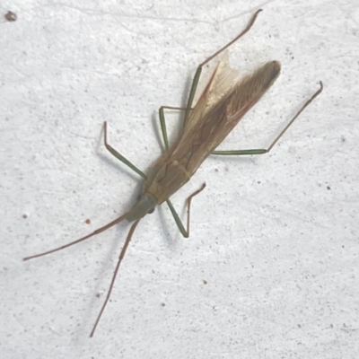 Mutusca brevicornis (A broad-headed bug) at Aranda, ACT - 2 Nov 2023 by Jubeyjubes