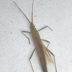 Mutusca brevicornis at Aranda, ACT - 2 Nov 2023 08:41 AM