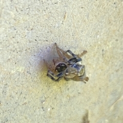 Maratus griseus at Aranda, ACT - 2 Nov 2023