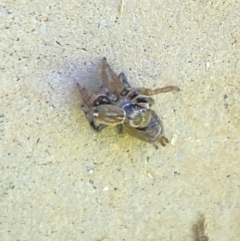 Maratus griseus at Aranda, ACT - 2 Nov 2023