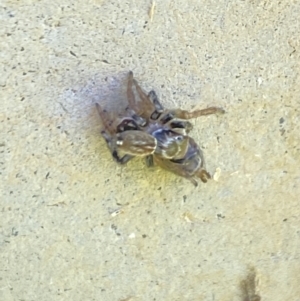 Maratus griseus at Aranda, ACT - 2 Nov 2023