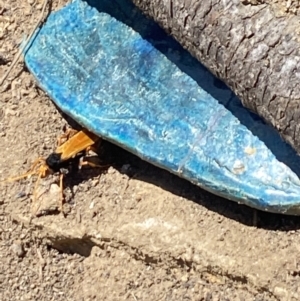 Cryptocheilus sp. (genus) at Aranda, ACT - 2 Nov 2023