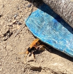 Cryptocheilus sp. (genus) at Aranda, ACT - 2 Nov 2023