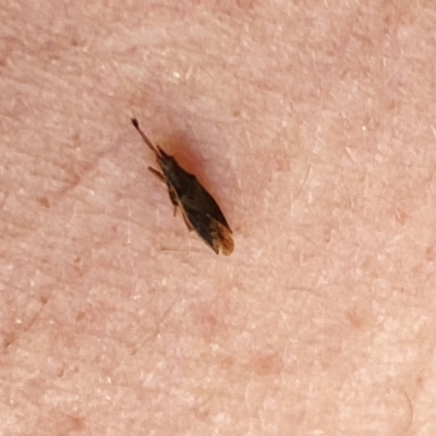 Alydidae (family) (A broad-headed bug) at Aranda, ACT - 2 Nov 2023 by Jubeyjubes