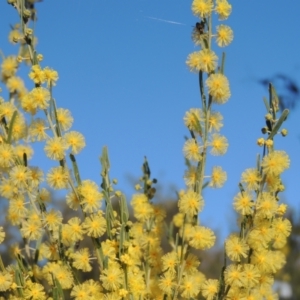 Acacia flexifolia at Molonglo Valley, ACT - 23 Jul 2023