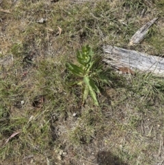 Verbascum virgatum (Green Mullein) at Aranda Bushland - 2 Nov 2023 by lbradley