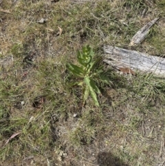 Verbascum virgatum (Green Mullein) at Aranda, ACT - 2 Nov 2023 by lbradley