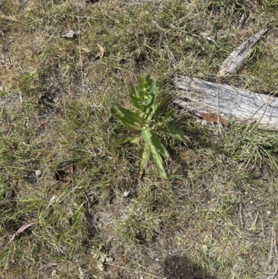 Verbascum virgatum (Green Mullein) at Belconnen, ACT - 2 Nov 2023 by lbradley