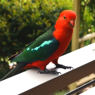 Alisterus scapularis (Australian King-Parrot) at Jamberoo, NSW - 2 Nov 2023 by plants