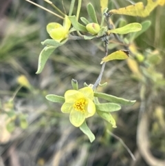 Hibbertia obtusifolia (Grey Guinea-flower) at Mount Ainslie to Black Mountain - 1 Nov 2023 by jojobrown