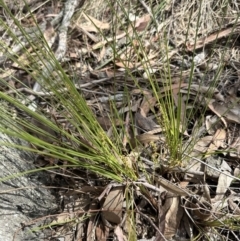 Lomandra filiformis subsp. filiformis (Wattle Matrush) at Aranda, ACT - 3 Nov 2023 by lbradley