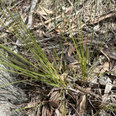 Lomandra filiformis subsp. filiformis (Wattle Matrush) at Aranda Bushland - 2 Nov 2023 by lbradley
