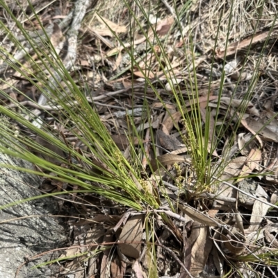 Lomandra filiformis subsp. filiformis (Wattle Matrush) at Aranda, ACT - 3 Nov 2023 by lbradley