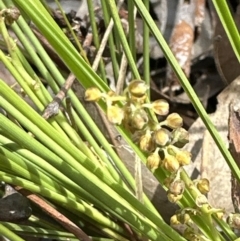 Lomandra filiformis subsp. filiformis at Aranda, ACT - 3 Nov 2023