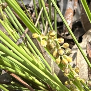 Lomandra filiformis subsp. filiformis at Aranda, ACT - 3 Nov 2023 10:53 AM