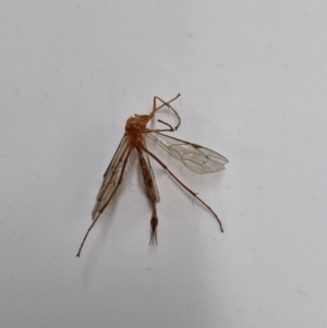 Netelia sp. (genus) at Belconnen, ACT - 3 Nov 2023