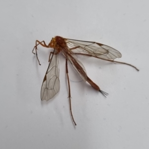 Netelia sp. (genus) at Belconnen, ACT - 3 Nov 2023