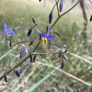 Dianella revoluta var. revoluta at Campbell, ACT - 3 Nov 2023