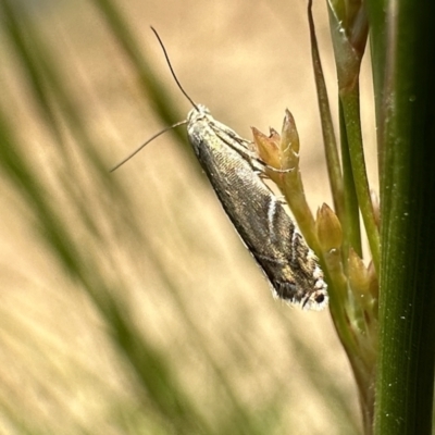 Glyphipterix palaeomorpha (A Gem moth (Gliphypterigidae)) at Dickson Wetland - 2 Nov 2023 by Pirom