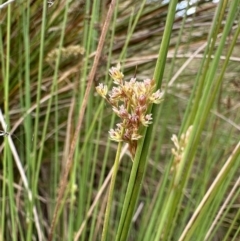 Glyphipterix palaeomorpha at Dickson, ACT - 2 Nov 2023 02:21 PM