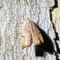 Tortricopsis uncinella (A concealer moth) at Corroboree Park - 31 Oct 2023 by Pirom