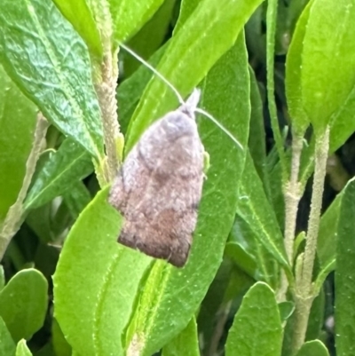 Tortricopsis euryphanella (A concealer moth) at Ainslie, ACT - 28 Oct 2023 by Pirom