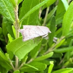 Tortricopsis euryphanella at Ainslie, ACT - 28 Oct 2023