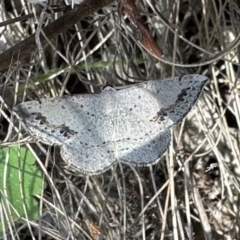 Taxeotis intextata (Looper Moth, Grey Taxeotis) at Mount Ainslie - 1 Nov 2023 by Pirom