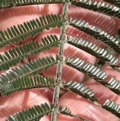 Acacia mearnsii (Black Wattle) at Aranda Bushland - 3 Nov 2023 by lbradley