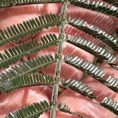 Acacia mearnsii (Black Wattle) at Aranda Bushland - 3 Nov 2023 by lbradley