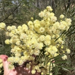 Acacia mearnsii at Aranda, ACT - 3 Nov 2023