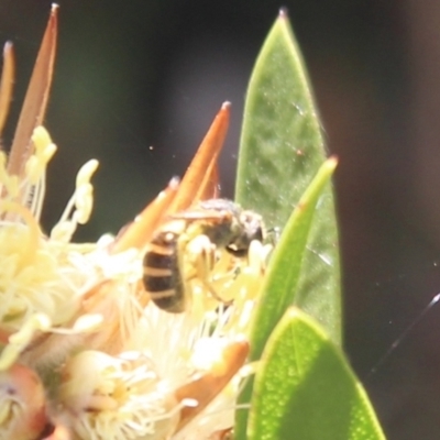 Lasioglossum (Chilalictus) bicingulatum (Halictid Bee) at Hall, ACT - 3 Nov 2023 by Anna123