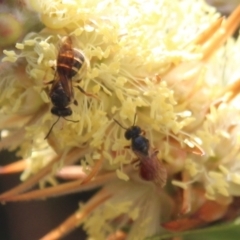 Lasioglossum (Chilalictus) bicingulatum at Hall, ACT - 3 Nov 2023