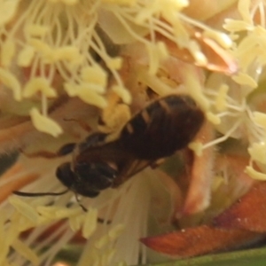 Lasioglossum (Chilalictus) bicingulatum at Hall, ACT - 3 Nov 2023