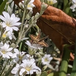 Taractrocera papyria at Captains Flat, NSW - 3 Nov 2023