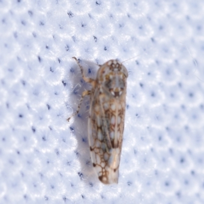 Orosius orientalis (Common Brown Leafhopper) at Jerrabomberra, NSW - 2 Nov 2023 by DianneClarke