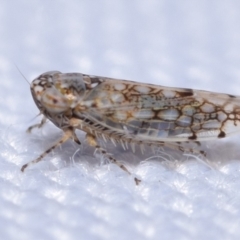 Orosius orientalis at Jerrabomberra, NSW - suppressed